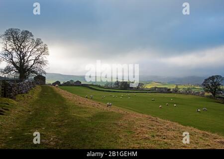 Schafe weiden auf Feldern in der Nähe von Hawes in Wensleydale, Yorkshire Dales Stockfoto