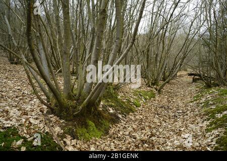 Süßkastaniencoppice in Sussex. Stockfoto