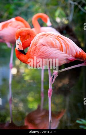 Amerikanische Flamingo (Phoenicopterus Ruper) im Teich an Everglades Wonder Garten, Bonita Springs, Florida, USA Stockfoto