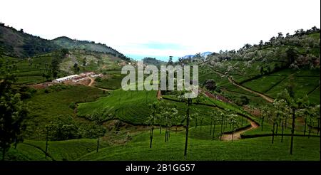 Landschaft der Teeplantagen in Indien, Kerala Munnar Stockfoto