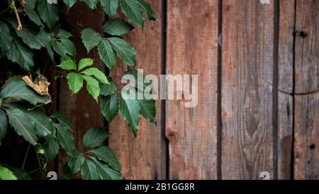 Grüne Rebblätter an der Holzwand für den Hintergrund. Holzpaneelstruktur des Wandraums. Holzpaneele mit wachsenden Blättern. Stockfoto