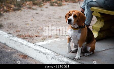 Eine Person, die mit dem Beagle-Hund im Sommerpark spazieren geht. Gehorsames Haustier mit seinem Besitzer. Kopierbereich zum Schreiben. Stockfoto