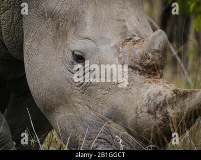 Extreme Nahaufnahme eines weißen Nashorns (Ceratotherium simum), das im Kruger Nationalpark beweidet wird, Auge für Auge mit dem bedrohten Tier Stockfoto