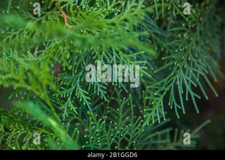 Nahaufnahme der schönen grünen Weihnachtsblätter von Thuja-Bäumen auf grünem Hintergrund. Stockfoto