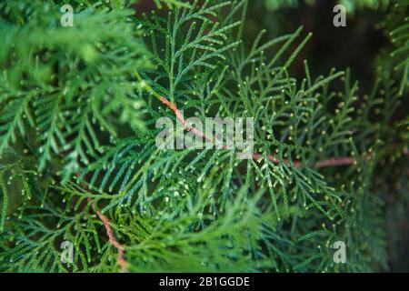 Nahaufnahme der schönen grünen Weihnachtsblätter von Thuja-Bäumen auf grünem Hintergrund. Stockfoto