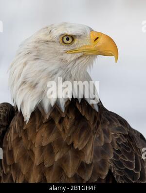 Amerikanischer Weißkopfseeadler im Nahaufnahmen Stockfoto