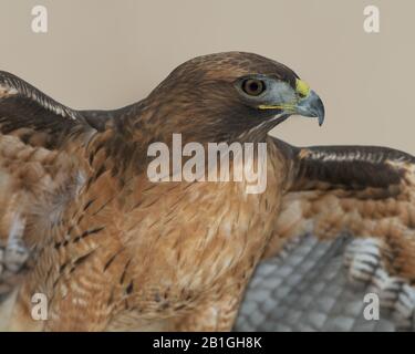 Nahaufnahme des Porträts eines rotgeschweckten Falken vor braunem Hintergrund Stockfoto
