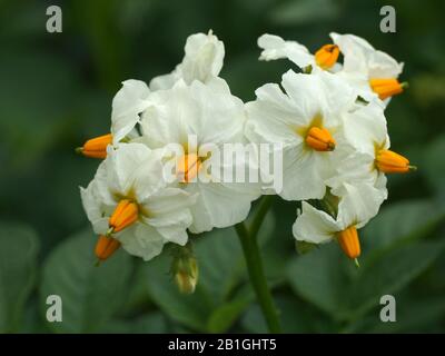 Blumen einer Kartoffelpflanze. Kartoffelblüten im Nahaufnahme. Weiße Blumen. Stockfoto