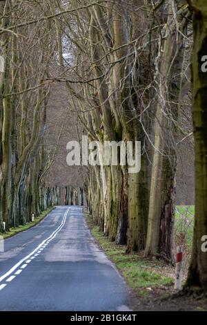 Asphaltstraße, die durch eine Buchen-Allee führt. Hohe Bäume wachsen entlang der örtlichen Straße. Frühlingssaison. Stockfoto