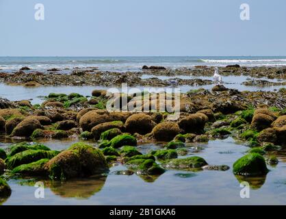 Felsen und Moos auf dem Meeresgrund bei Ebbe an der Jurraküste in südengland, , Charmouth Beach, united Kingdom Stockfoto