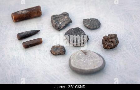 Fossilien, die an den Stränden der Jurrasküste in südengland gefunden wurden, lyme Regis Stockfoto