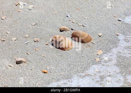 Zwei Herzmuscheln liegen am Strand im Sand, Sanibel Island, Florida, USA Stockfoto