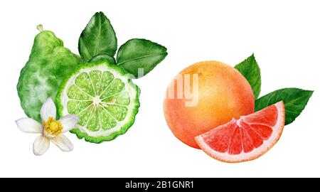 Bergamotte mit Blättern grapefruit Aquarell isoliert auf weißem Hintergrund Stockfoto