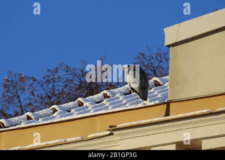Grauer Reiher (Ardea cinerea) auf historischem Gebäude in Stockholm. Stockfoto