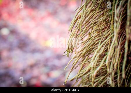 Ivy wurzelt an Baum im Wald Stockfoto