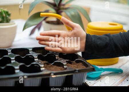 Baby-Hand mit Samen. Vergossen pflanzliche Sämlinge. Stockfoto