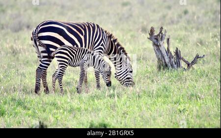 Zebra-Mutter und -Baby grasen im grünen Gras. (Equus quagga) Leerzeichen kopieren. Stockfoto