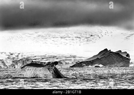 Humback Baleen Whale Tail Jagt Krill Blue Charlotte Bay Antarktische Halbinsel Antarktis Stockfoto