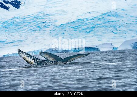 Zwei Humback Baleen Whales Tails Jagen Krill Blue Sea Water Charlotte Bay Antarktische Halbinsel Antarktis Stockfoto