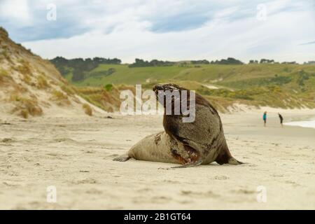 Neuseeländischer Seelöwe - Phocarctos hookeri - Whakahao, der am Strand in der Bucht in Neuseeland liegt. Großes Seelöwenmännchen. Stockfoto