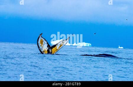 Humback Baleen Whale Tail Jagt Krill Blue Charlotte Bay Antarktische Halbinsel Antarktis Stockfoto