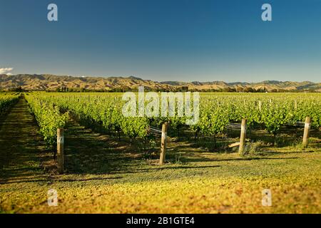 Wineyard, Weingut Neuseeland, typische Marlborough Landschaft mit Weinbergen und Straßen, Hügeln und Bergen. Stockfoto