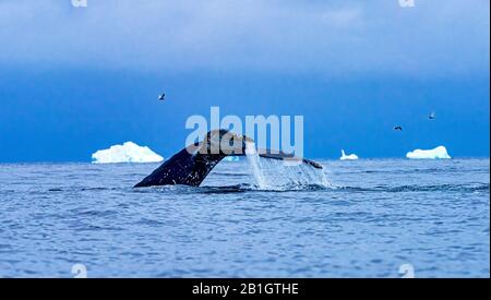 Humback Baleen Whale Tail Jagt Krill Blue Charlotte Bay Antarktische Halbinsel Antarktis Stockfoto