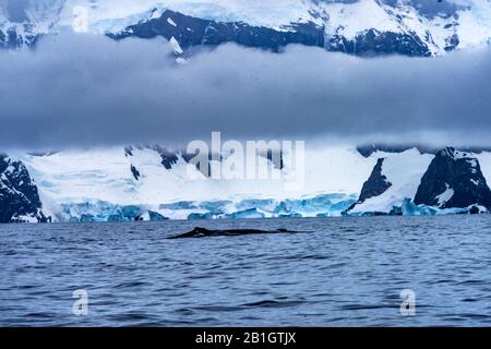 Schneit Humback Baleen Wale Jagen Krill Snow Mountains Gletscher Charlotte Bay Antarktische Halbinsel Antarktis Stockfoto