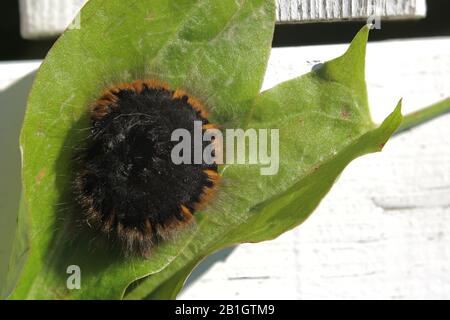 Raupe der Fuchsmotte (Macrothylacia rubi) aufgewellt. Stockfoto