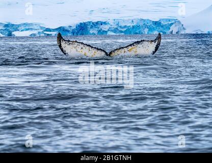 Humback Baleen Whale Tail Jagt Krill Blue Charlotte Bay Antarktische Halbinsel Antarktis Stockfoto