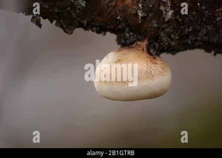 Piptoporus betulinus, die Birkenpolypore, auf einem Birkenzweig. Stockfoto