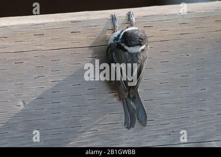 Schwarz gekappte Kicherbee, die aus Holz hängt Stockfoto