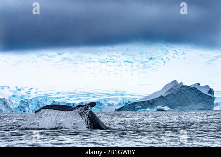 Humback Baleen Whale Tail Jagt Krill Blue Charlotte Bay Antarktische Halbinsel Antarktis Stockfoto