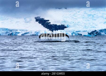 Schneit Humback Baleen Whale Tail Und Jagt Krill Blue Charlotte Bay Antarktische Halbinsel Antarktis Stockfoto