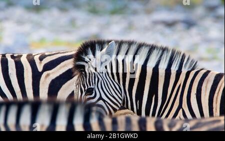 Burchell's Zebra, Zebra, Common Zebra, Plain Zebra (Equus quagga burchelli, Equus burchelli), in einer Gruppe, Seitenansicht, Namibia, Etosha-Nationalpark Stockfoto