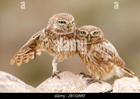 Saharische kleine Eule (Athene noctua saharae, Athene saharae), Paar auf einem Felsen, Marokko Stockfoto