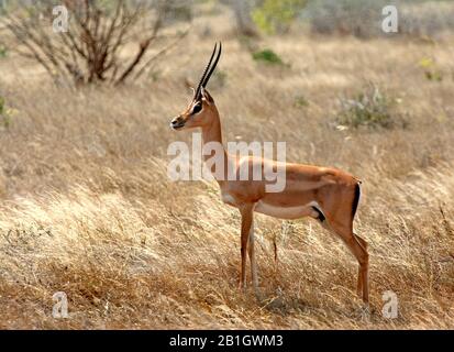 Grants Gazelle (Gazella granti, Nanger granti), auf trockenem Gras stehend, Seitenansicht, Kenia Stockfoto