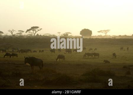 Blaues wildebeest, brindeltes gnu, weißbärtige Wildebeest (Connochaetes taurinus), Herde wildebester in Savanne, Kenia, Amboseli-Nationalpark Stockfoto