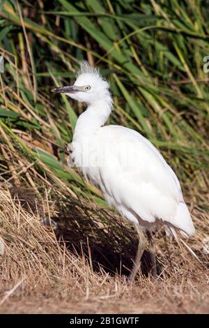 Kleiner Egret (Egretta garzetta), jugendlich, Frankreich Stockfoto