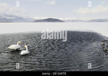 Whooper Swan (Cygnus cygnus), zwei Whooper Swans am Kussharo Lake im Winter, Japan, Hokkaido, Kussharo Lake Stockfoto