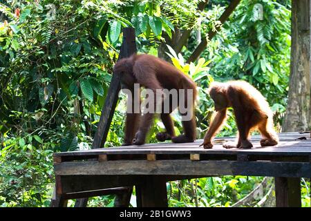 Bornean orangutan (Pongo pygmaeus pygmaeus), in Baum mit Young, Malaysia, Borneo, Sepilok Orangutan Rehabilitation Center Stockfoto