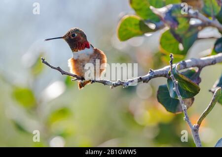 Allens Kolibris (Selasphorus sasine), männlich auf einer Filiale, USA, Kalifornien, Crystal Cove State Park Stockfoto