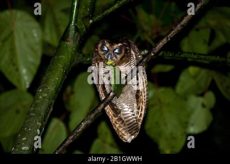 Braune Holz-Eule (Strix leptogramica), im Baum mit großem Grashopper, Malaysia, Borneo Stockfoto