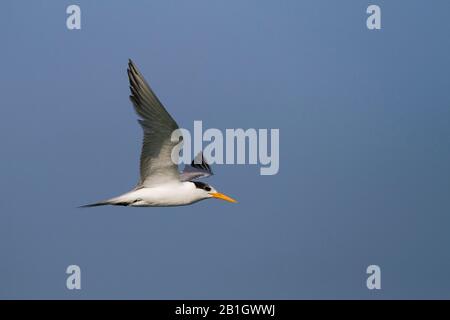 Weniger gekeuertes tern (Thalasseus bengalensis bengalensis, Thalasseus bengalensis), im Flug juvenil, Oman Stockfoto