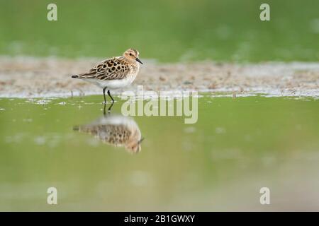 Kleiner Stint (Calidris minuta), im Flachwasser stehend, Seitenansicht, Deutschland Stockfoto