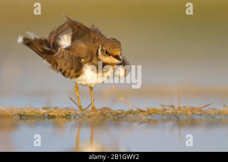 Afrikanischer kleiner Ringflederling (Charadrius dubius curonicus, Charadrius curonicus), im Wintergefiederer, verwischt im Flachwasser, Oman Stockfoto