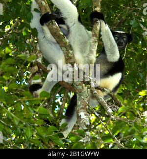 Indri von Babakoto (Indri indri), zwei Indris von Babakoto, die auf einem Zweig in einem Baum sitzen, auf Madagaskar Stockfoto