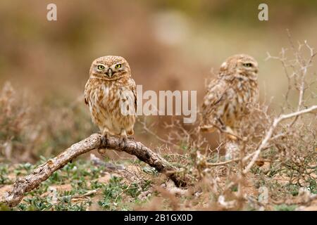 Saharische kleine Eule (Athene noctua Saharae, Athene Saharae), die in einem stachligen Strauch, in Richtung Kamera, Marokko, percht Stockfoto