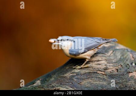 Eurasisches Nuthatch (Sitta europaea), mit Feed in der Rechnung, Seitenansicht, Niederlande Stockfoto