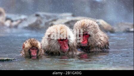 Japanische Makaque, Schneemaffe (Macaca fuscata), Affenfamilie in einem heißen Frühling, Japan Stockfoto